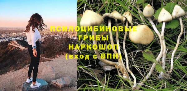 прущие грибы Верея