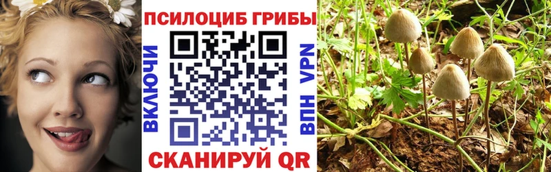сколько стоит  Грязовец  мега онион  Псилоцибиновые грибы Psilocybine cubensis 
